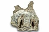 Fossil Woolly Rhino (Coelodonta) Tooth - Siberia #253967-1